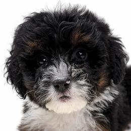Australian Labradoodles, Cavapoos, Goldendoodles, Golden Mountain Doodles, and Poodles from Dawson's Royal Companions