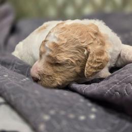 Pearl - Parti female Poodle puppy in Conroe, Texas from Pear house farm