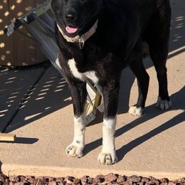 Bas - Akita