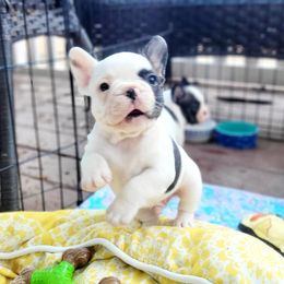 French Bulldog Puppies from BigStar French Bulldogs