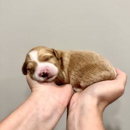 Goose - Fawn male Havapoo puppy in Huntsville, Alabama from Havapoo Kennels