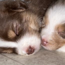 Australian Shepherd Puppies from Hartzland Farm