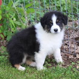 Wayne - Black tri-color male Australian Shepherd puppy in Kansas, Oklahoma from Windy G Farm