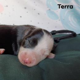 Terra - Black and white female Border Collie puppy in Max, Nebraska from Stag Valley Homestead