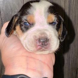 Eowyn - Black and tan female Beagle puppy in Viper, Kentucky from Mountain Top