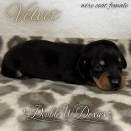 VELVET Half Russian Wire PET ONLY - Black and tan female Dachshund puppy in Alto, Texas from Double W Doxies