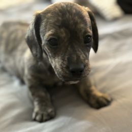Dachshund Puppies from Little Kisses Doxies