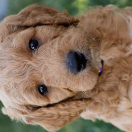 Goldendoodles from Teresa Carlson