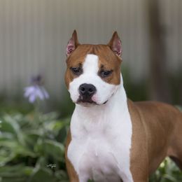 Sunny - Red female American Staffordshire Terrier puppy in Springfield, Illinois from Prairieland Kennels