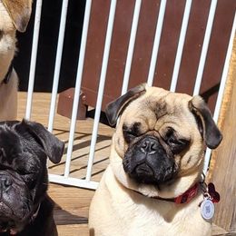 French Bulldogs and Pugs from Circus Pugs & Frenchies