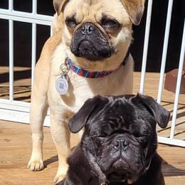 French Bulldogs and Pugs from Circus Pugs & Frenchies