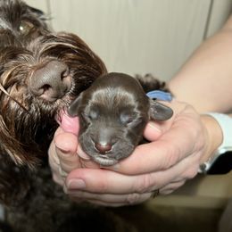 Australian Labradoodle Puppies from Happy-Go-Lucky Australian Labradoodles