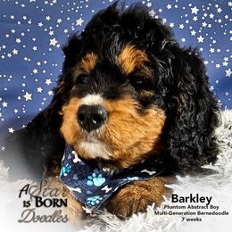 Bernedoodle Puppies from A Star is Born Doodles