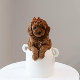 Juney - Red and white female Cockapoo puppy in Altamonte Springs, Florida from The Perks of Pups