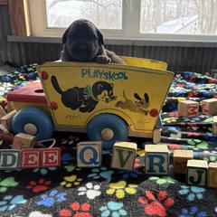 Baby girl three - Reddish brown female Leonberger puppy in Brandywine, Maryland from QVR Labradors, Leonbergers and Frenchies