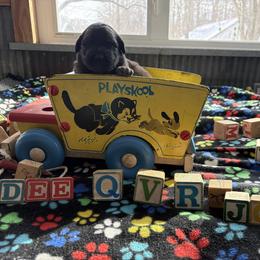 Baby girl three - Reddish brown female Leonberger puppy in Brandywine, Maryland from QVR Labradors, Leonbergers and Frenchies