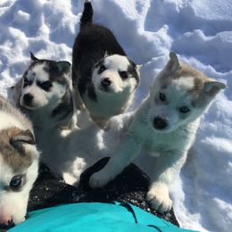 Siberian Husky Puppies from Light Foot Kennel