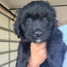 Mint girl - Black and white female Aussiedoodle puppy in Nacogdoches, Texas from Glo’s Aussiedoodles