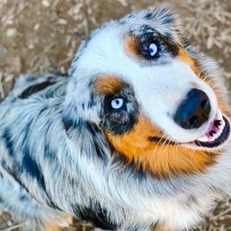 Aspen - Aussiedoodle