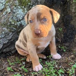 Girl 3 - Red merle female Catahoula Leopard Dog puppy in Gadsden, Alabama from Rich Cat’s