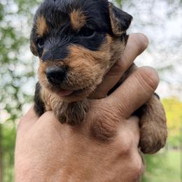 Quinn AKA Baby Girl Lavendar - Black and tan female Airedale Terrier puppy in Mooresville, North Carolina from Farm 55