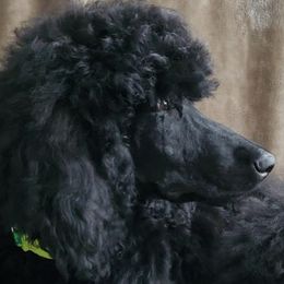 Poodles from In The Wren's Nest