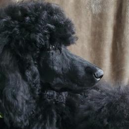Poodles from In The Wren's Nest