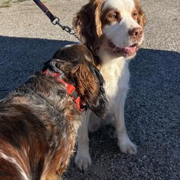 English Springer Spaniel puppies from Springerdoodles In MI