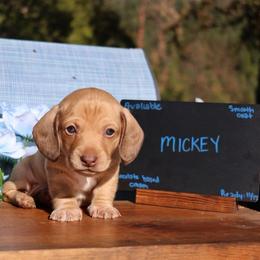 Mickey - Chocolate male Dachshund puppy in Prospect, Oregon from Spunky Sausage Pups