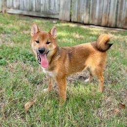 Tozowa - Red male Shiba Inu puppy in Houston, Texas from Sakura Blossom Shibas