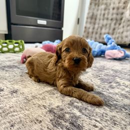 Lemmie - Red male Cockapoo puppy in Beresford, South Dakota from DAKOTA DOOD RANCH
