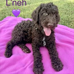 Poodle Puppies from Green Country Poodle Doodle LLC