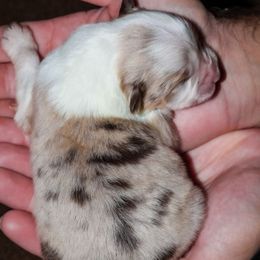 Cranberry - Red merle female Australian Shepherd puppy in Belton, Texas from Brilliant Beautiful Australian Shepherds