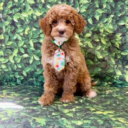Lucky Charms - Apricot male Goldendoodle puppy in Taylorsville, North Carolina from Heartfelt Doodles