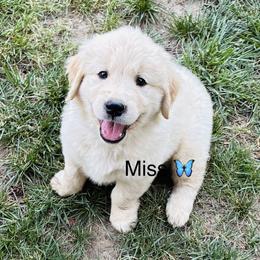 Miss Light Blue - Light golden female Golden Retriever puppy in Carmichael, California from Sadie Lane Family Goldens