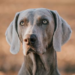 Boone - Weimaraner