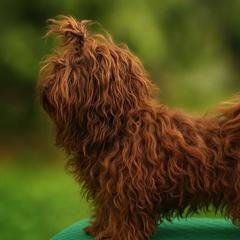 Yummy - Russian Tsvetnaya Bolonka