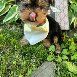 Yorkshire Terrier Puppies from Pretty Little Yorkies