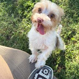 Remi - Yorkshire Terrier