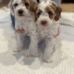 Goldendoodle Puppies from Glittering Grace Goldendoodles