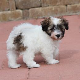 Paige Girl 3 - White and tan female Russell Terrier puppy in Middletown, Virginia from DBF Russell Terriers