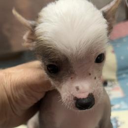 Chihuahua and Chinese Crested Puppies from Western Kentucky Chihuahua’s and Chinese Crested’s