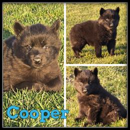 Cooper - Black and white male Siberian Husky puppy in Merrill, Michigan from Haase Family Kennels
