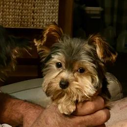 Cali-click for price,info - Black and tan female Yorkshire Terrier puppy in Kingston, Oklahoma from Lake Life