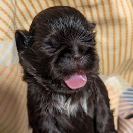 Chocolate boy with white - Chocolate male Shih Tzu puppy in Surry, Maine from McKayla Hairston