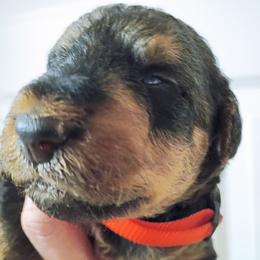 Mr. Orange - Black and tan male Airedale Terrier puppy in Trinity, Florida from Black Opal
