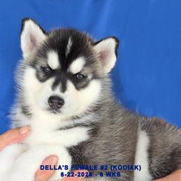 DELLA'S FEMALE 2 - Black and white female Siberian Husky puppy in Manilla, Iowa from Bruck's Siberian Huskies