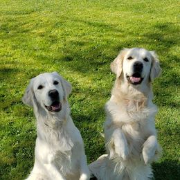 Golden Retrievers from Whitefire Golden Retrievers