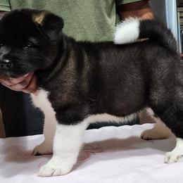 Akita Puppies from Magnolia Akitas