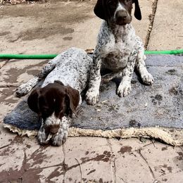 Imma - Liver and white female German Shorthaired Pointer puppy in Fairfield, California from Von Lahrheim Shorthairs & Ermali Chis